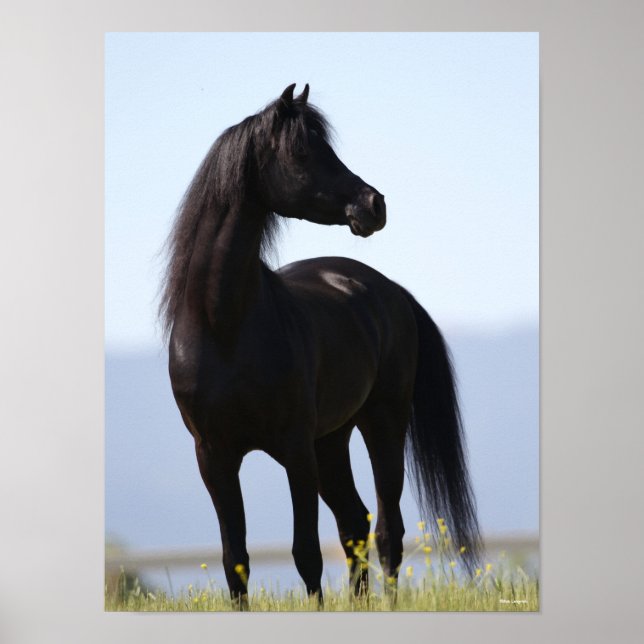 Poster Bob Langrish | Stallion arabe noire debout (Devant)