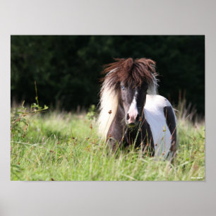 Poster Bob Langrish Stallion Shetland debout Dans L'Her