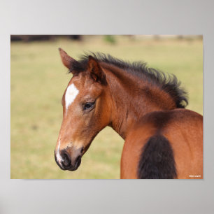 Poster Bob Langrish Tête de poulain bai Warmblood
