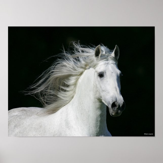 Poster Bob Langrish | Tirage d'un stallion andalou gris (Devant)
