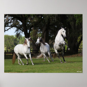 Poster Bob Langrish   Trois Andalous gris sautant