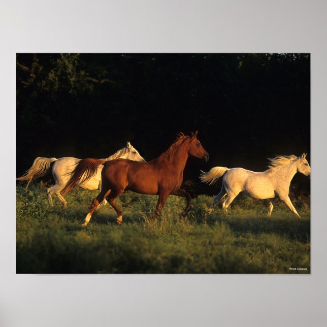 Poster Bob Langrish Trois Arabes Courent Dans La Lumière  (Devant)
