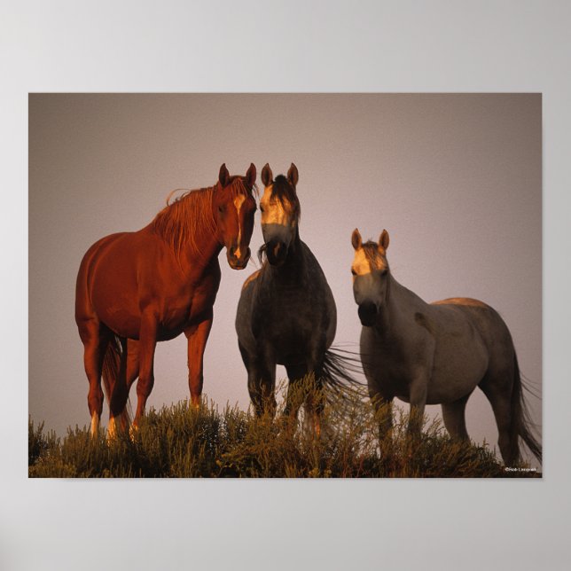 Poster Bob Langrish | Trois Arabes debout au coucher du s (Devant)