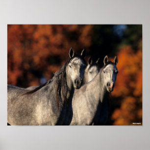 Poster Bob Langrish   Trois Arabes gris se rassemblent