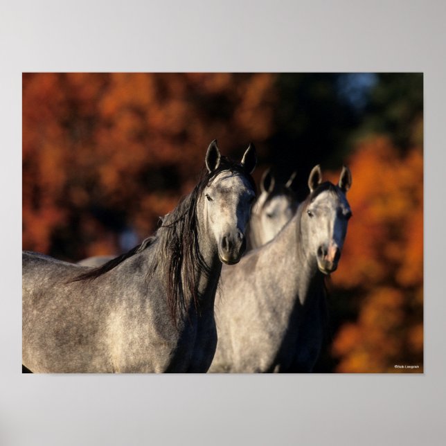 Poster Bob Langrish | Trois Arabes gris se rassemblent (Devant)