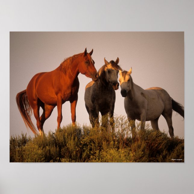 Poster Bob Langrish Trois Chevaux Arabes Debout Au Couche (Devant)