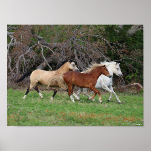 Poster Bob Langrish Trois Poney Courent Ensemble