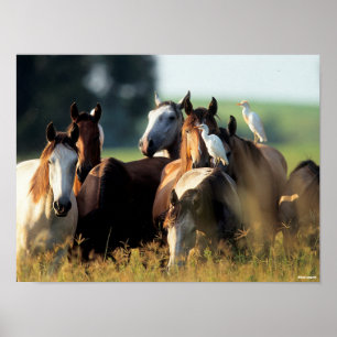 Poster Bob Langrish Troupeau De Chevaux Se Tenant Avec