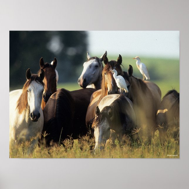 Poster Bob Langrish | Troupeau De Chevaux Se Tenant Avec  (Devant)
