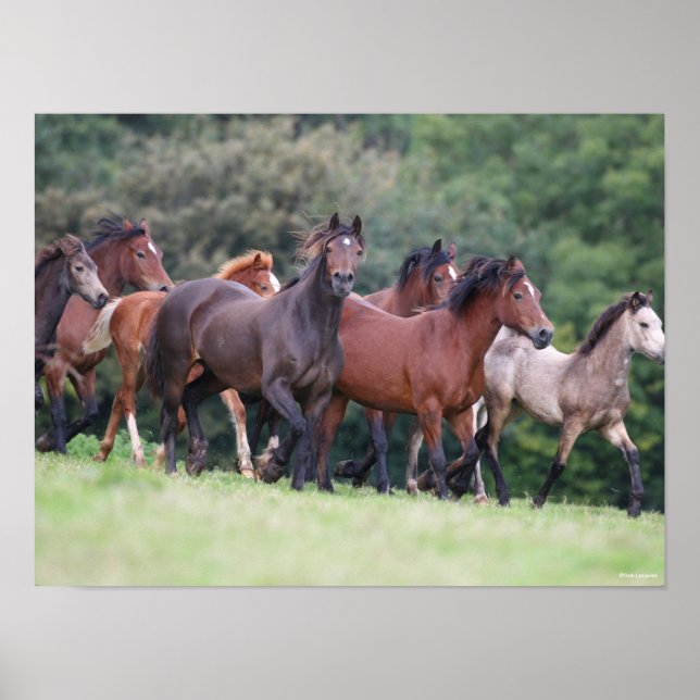 Poster Bob Langrish | Troupeau de poneys gallois en campa (Devant)