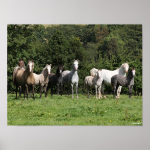 Poster Bob Langrish Troupeau De Ponies Galloises Debout