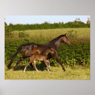 Poster Bob Langrish   Warmblood mare and Foal Walking