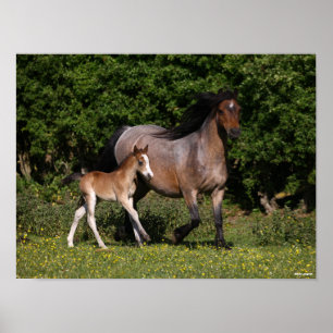 Poster Bob Langrish Welsh Pony Mare and Foal Running
