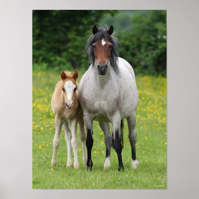 Poster Bob Langrish | Welsh Pony Mare and Foie Standing (Devant)