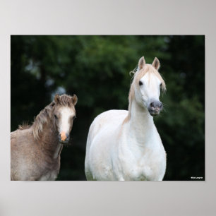Poster Bob Langrish Welsh Pony Mare et Foie