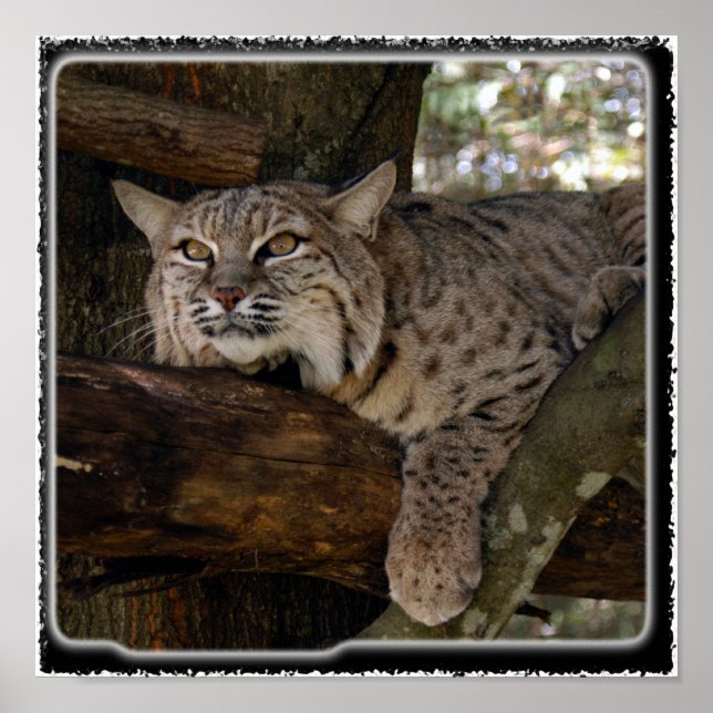 Poster Bobcat_11x11 (Devant)