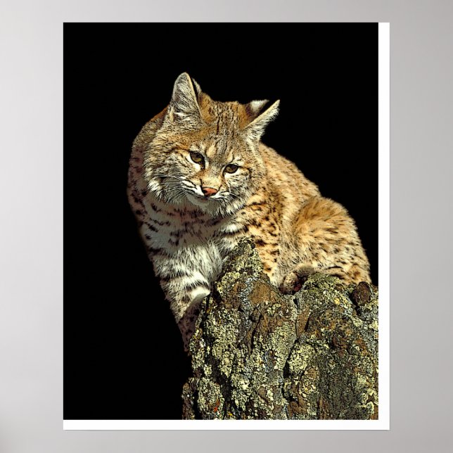 Poster Bobcat assis sur un rocher de Junglewalk.com (Devant)