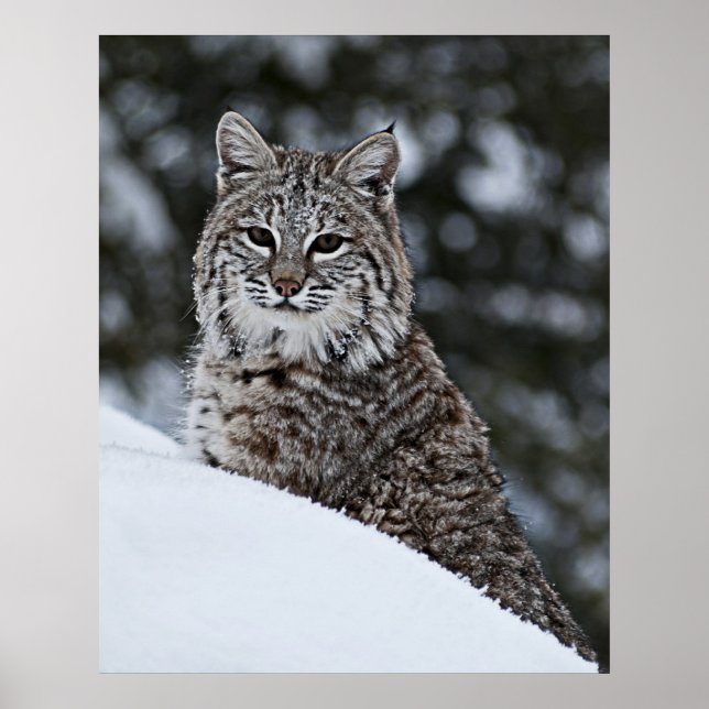 Poster Bobcat dans la neige (Devant)