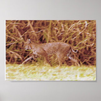 Poster Bobcat de Floride