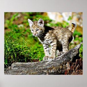 Poster Bobcat Kitten