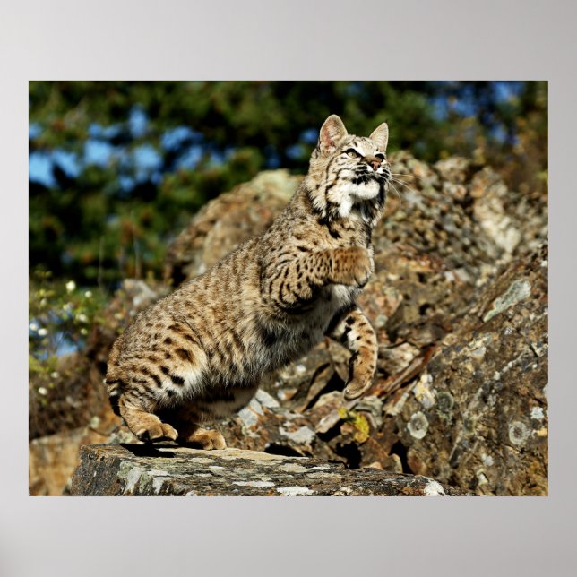 Poster Bobcat - Prêt à rebondir (Devant)