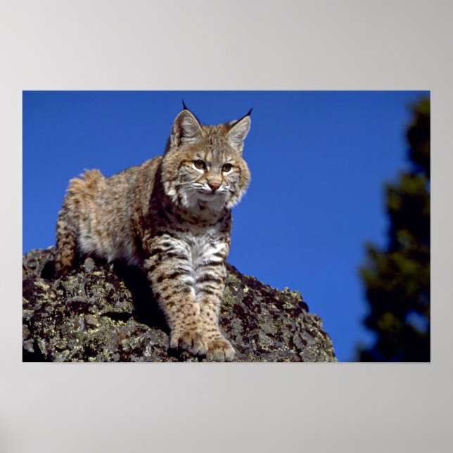 Poster Bobcat surligné (Devant)