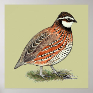 Poster Bobwhite Quail