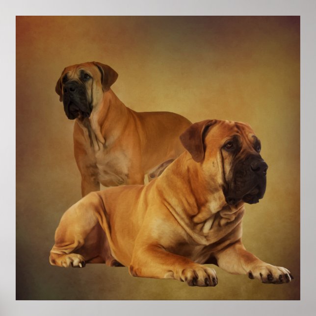 Poster Boerboel - Mastiff sud-africain (Devant)