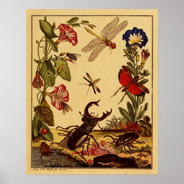 Poster Bogue 1764 (Devant)