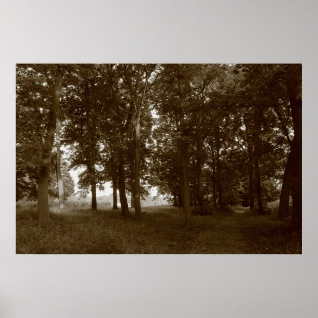 Poster Bois, Bute Park Cardiff - Sepia tonifié BW (Devant)