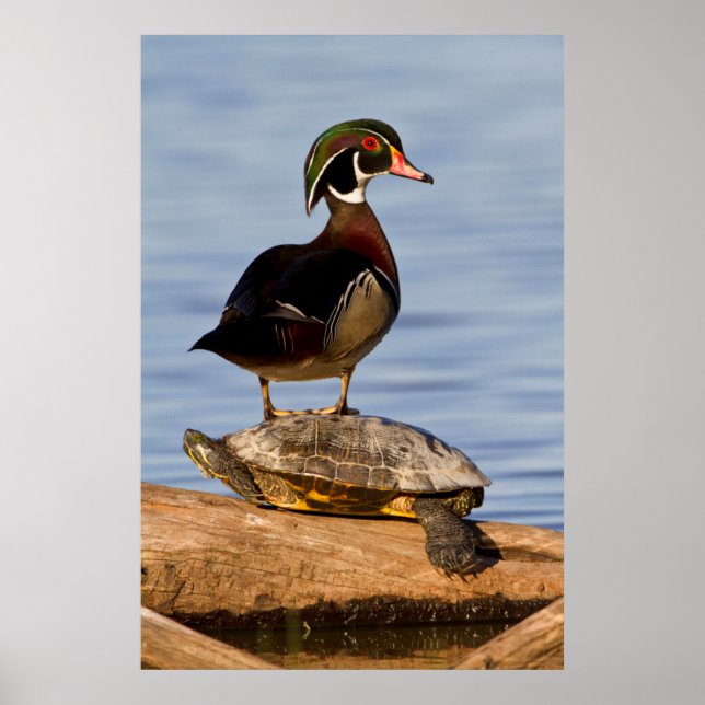 Poster Bois Canard mâle debout sur le glisseur à oreilles (Devant)