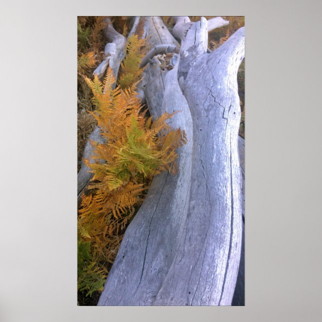 Poster Bois d'automne (Devant)