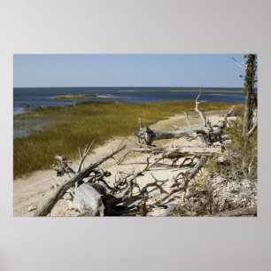 Poster Bois de chêne sur la plage