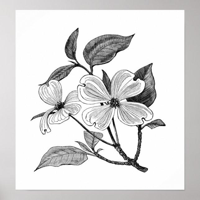 Poster Bois de chien (Devant)