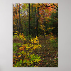 Poster Bois de hêtre