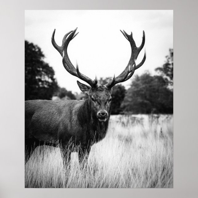 Poster Bois de la forêt de Cabine de cerfs blancs noirs (Devant)