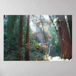 Poster Bois la Californie de Muir