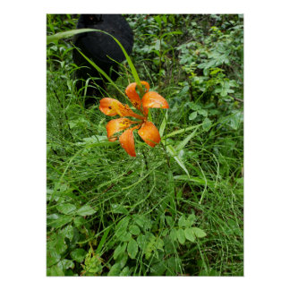Poster Bois orange