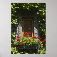 Boîte à fleurs de fenêtre en géranium rouge
