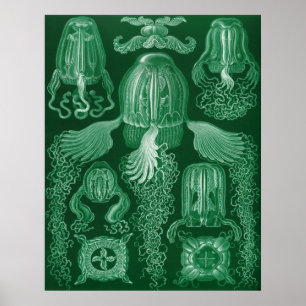 Poster Boîte Jellyfish
