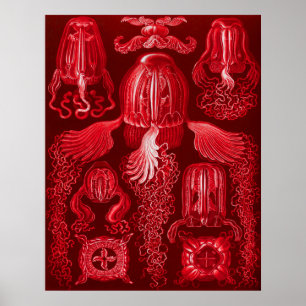 Poster Boîte Jellyfish