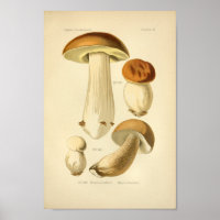 Boletus Brown Champignons Art Imprimer Français