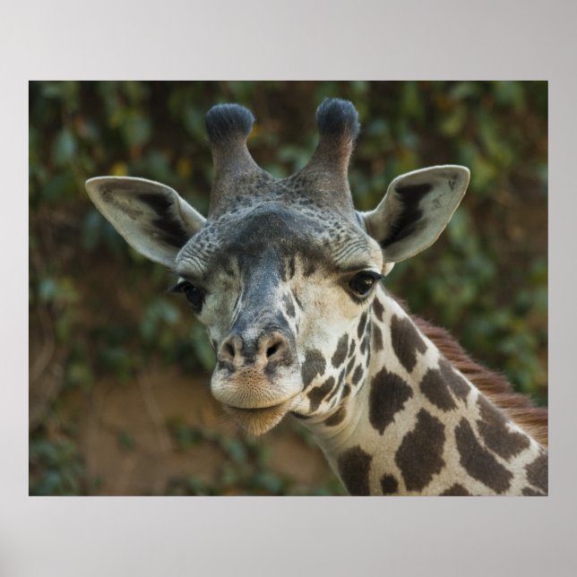 Poster Bon Ami du matin (Devant)