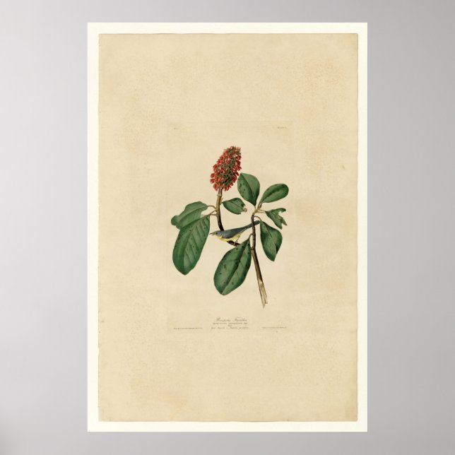 Poster Bonaparte Flycatcher (Devant)