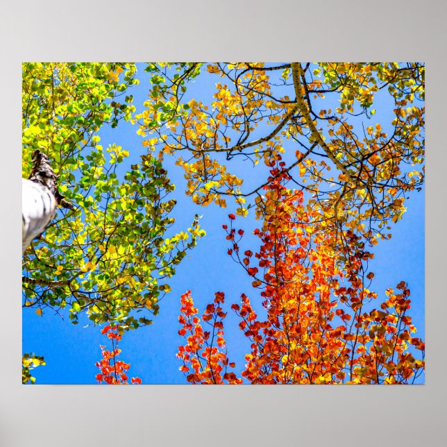 Poster Bonbons couleur Aspen // Couleurs feuille automne (Devant)