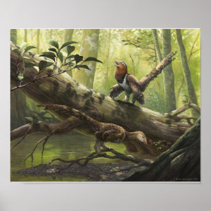 Poster Bondoc aviaire de Balaur