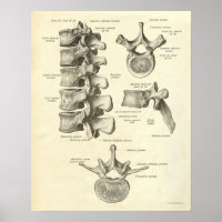 Bones d'impression Anatomie vintage Lumbar Vertebr