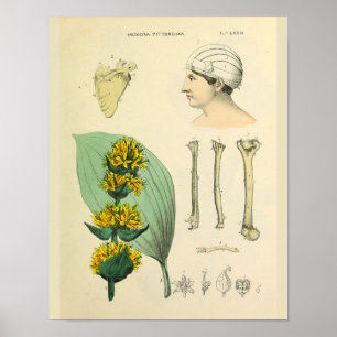 Poster Bones Medicinal Anatomy Medical Art Print