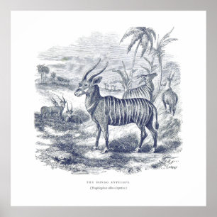 Poster Bongo Antelope Premium Canvas (Gloss)