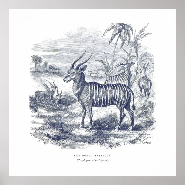 Poster Bongo Antelope Premium Canvas (Gloss) (Devant)